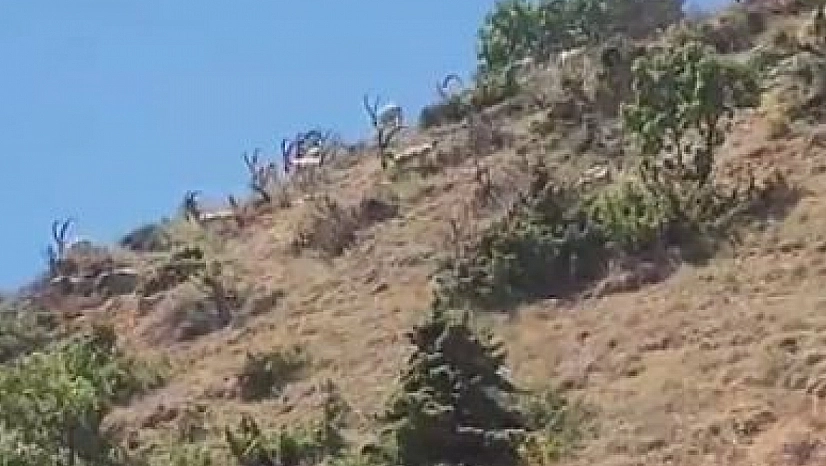 Dağ keçileri sürü halinde görüntülendi
