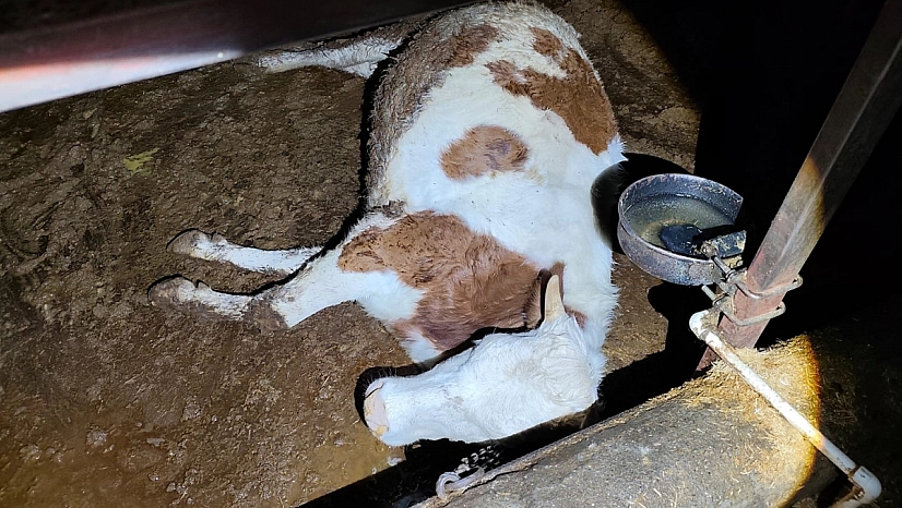 Elektrik kaçağı 8 büyükbaş hayvanı telef etti