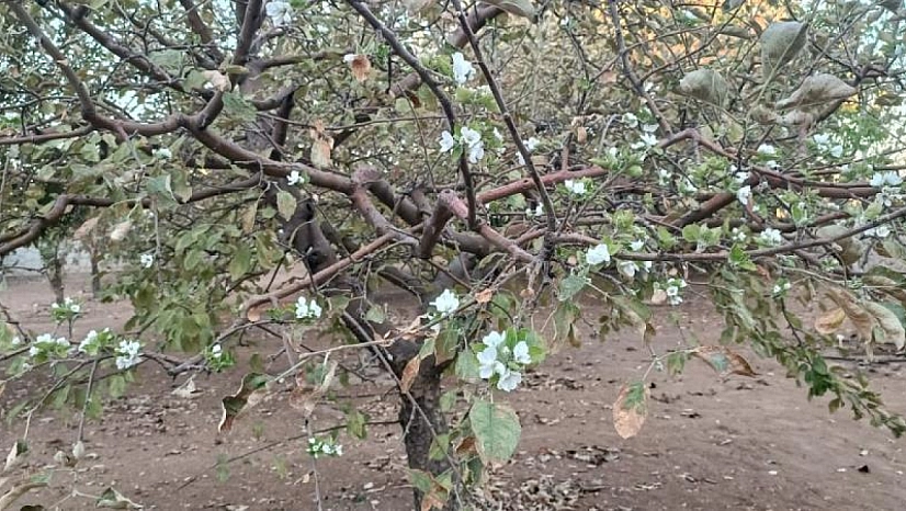 Eylül ortasında çiçek açtı, görenler şaşırdı
