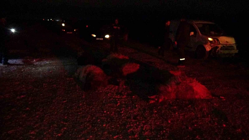 Taksi sürüye daldı koyunlar telef oldu