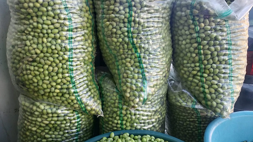 Hatay'da Hasat Edildi! Malatya'nın Gözdesi Oldu: Kilosu 110 TL'den Satışta…