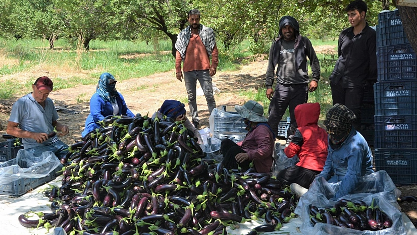 İnce kabuğu, tatlı aromasıyla Malatya'da bir markaya dönüştü