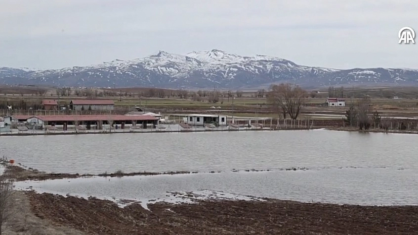 Kangal köpeği çiftliği su altında kaldı