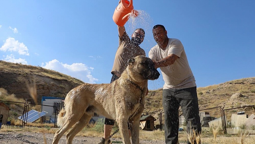 Kangal köpekleri sıcakta ciddi sağlık sorunları yaşayabilir