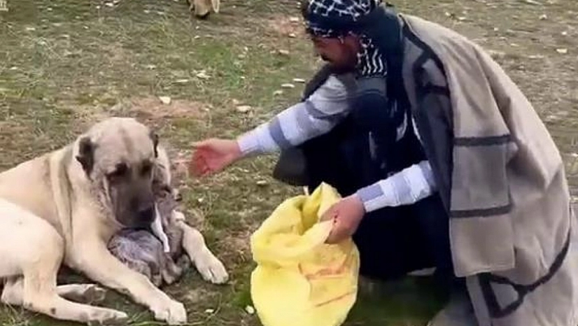 Kangalın kuzuya gösterdiği şefkat gündem oldu