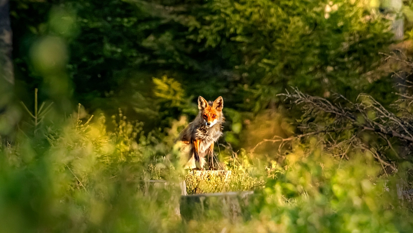 Kar yağışı ölümle burun buruna getirdi: Malatya'da yaban hayvanları için çağrı!