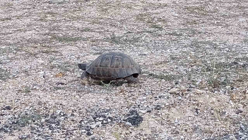 Malatya'da kaplumbağa için trafiği durdurdular!