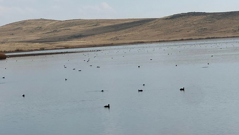 Karayazı Göleti'nde yaban ördekleri görsel şölen oluşturdu