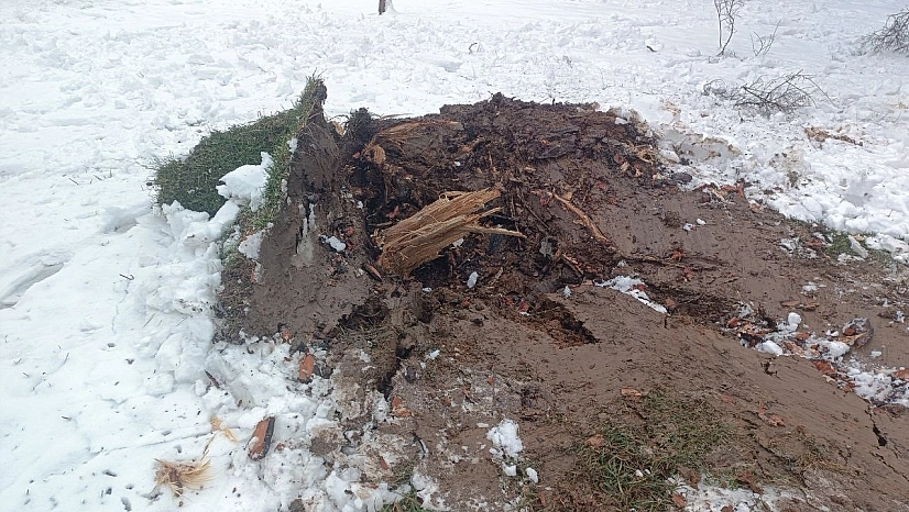 Ağaçlar karın ağırlığına dayanamadı