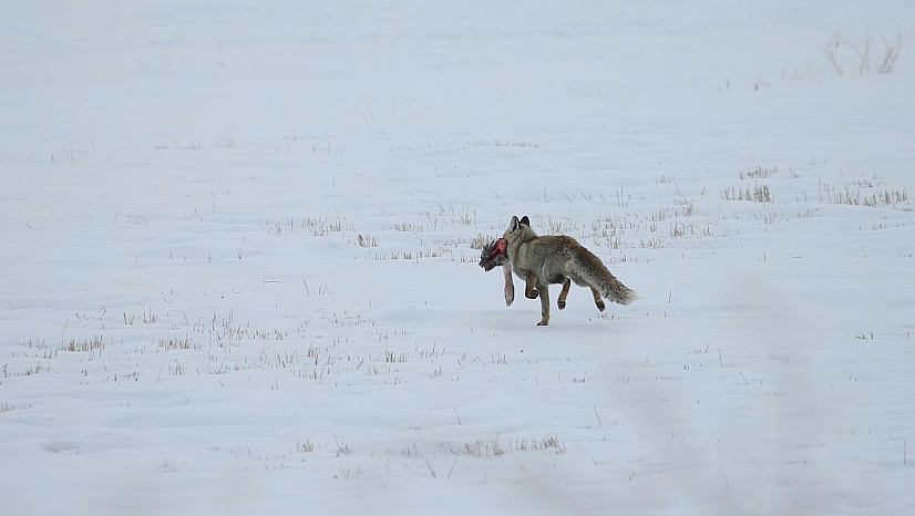 Karlı arazide tilki avlanırken görüntülendi