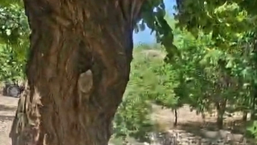 Malatya'da şaşırtan olay: Bahçesindeki ağacı arılara kaptırdı!