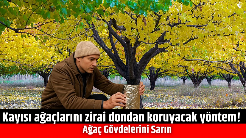 Kayısı ağaçlarını zirai dondan koruyacak yöntem! Ağaç Gövdelerini Sarın