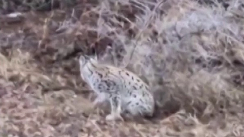 Kedi sanıp yaklaştı, gerçeği görünce gözlerine inanamadı!