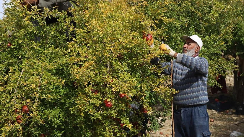 'Kırmızı Altın'da mesai başladı: Üretici umutlu