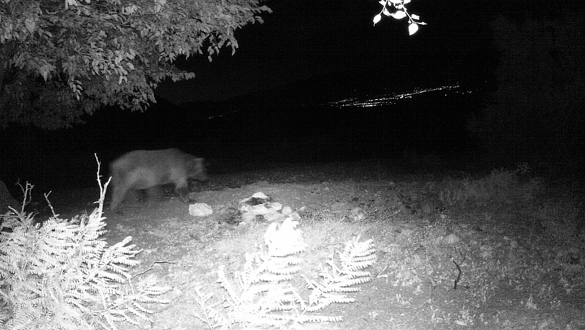 Kış uykusu ertelendi! Ayılar hâlâ dolaşıyor