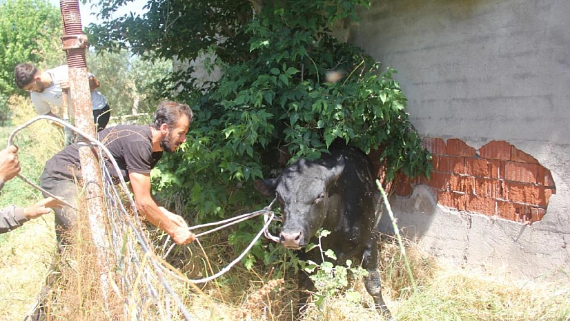 Kızgın boğa 2 saat boyunca herkesi peşinden koşturdu