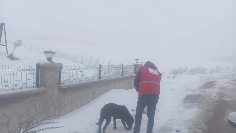 Kızılay ekipleri sahipsiz hayvanları unutmadı