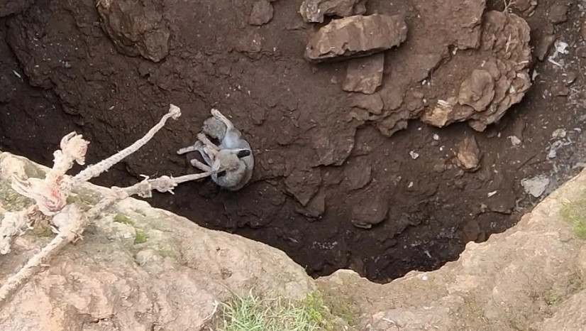 Kuyuya düşen tilkiyi gençler kurtardı