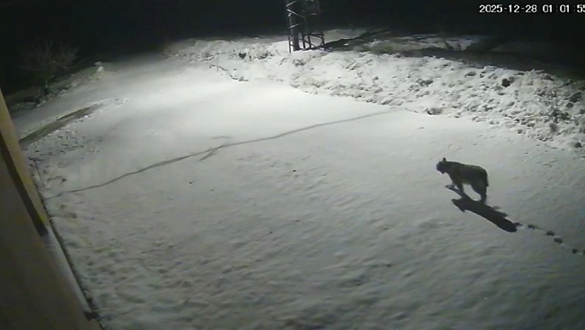 Malatya'da 'vaşak' görüntülendi