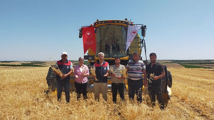 Malatya'da 4 bin dekarlık alana ekilmişti! Hasadı yapıldı