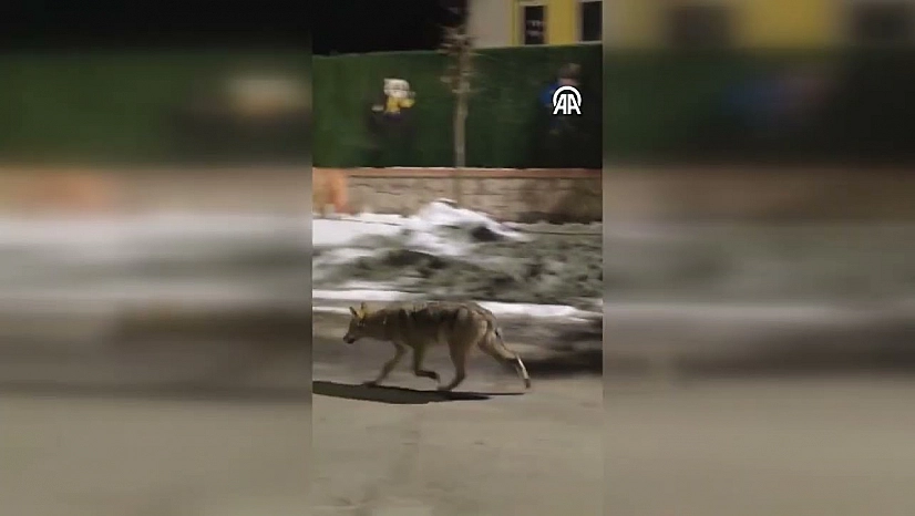 Malatya'da aç kalan kurt yerleşim alanına indi