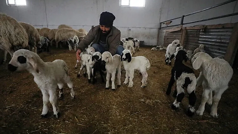 Malatya'da ahır ve ağıllara 'Sınıf' belgesi geliyor! Elindeki alet-edevatı komşusuyla paylaşan yandı