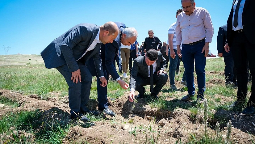 Malatya'da Alternatif Yem Kaynağı Meralara Dikiliyor