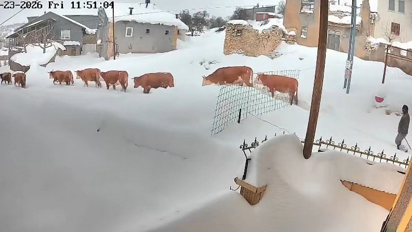 Büyükbaş hayvanların karla imtihanı