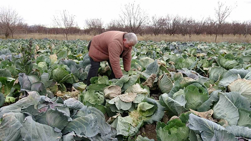 Malatya'da çiftçiler lahanayla sezonu kurtarmaya çalışıyor!