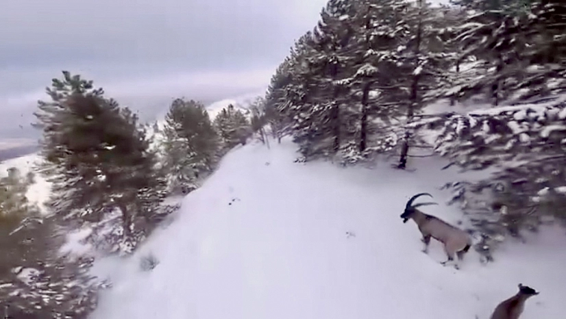Malatya'da dağ keçileri drone kamerasında