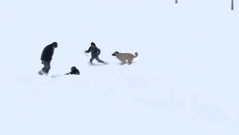 Malatya'da karın tadını çocuklar ve köpekler çıkardı