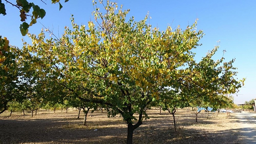 Malatya'da kayısı bahçeleri yeniden canlandı! Çiftçiler yeni sezona umutlu....