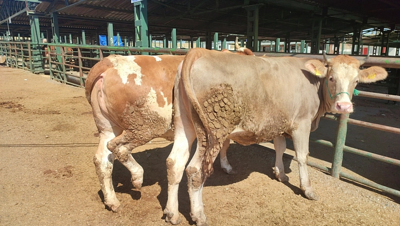 Malatya'da Kurban Bayramı Krizde: Hayvancılık Sektörü Deprem ve Bağışlardan Darbe..!