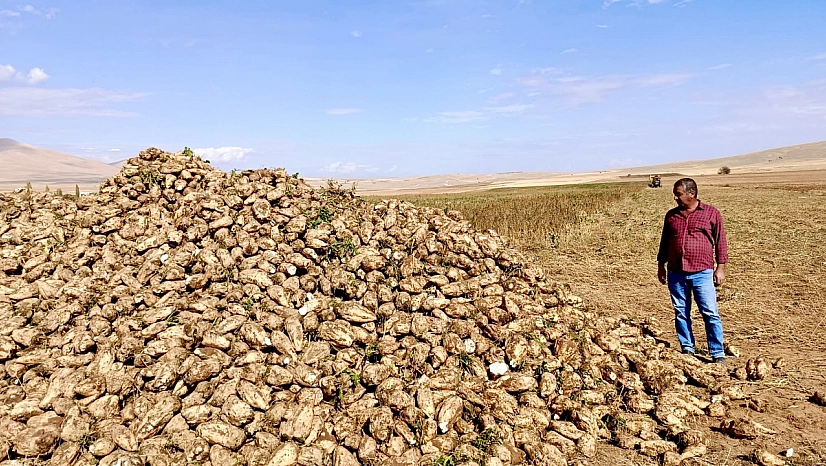 Malatya'da pancar hasadı başladı! Artan maliyetler çiftçinin yüzünü güldürmüyor