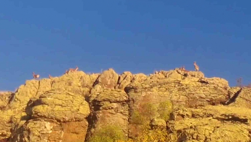 Malatya'da yaban keçileri görüntülendi