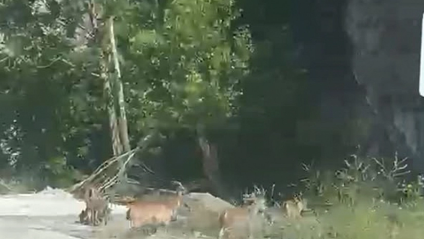 Malatya'da koruma altındaki yaban keçileri karayoluna indi!