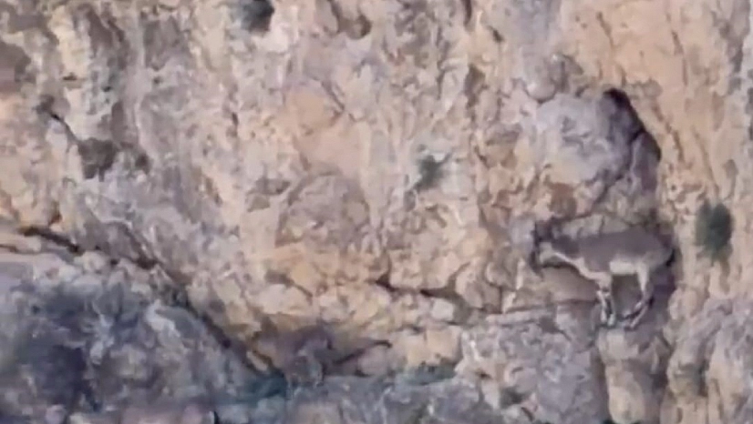 Malatya'da sürü halinde görüntülendiler