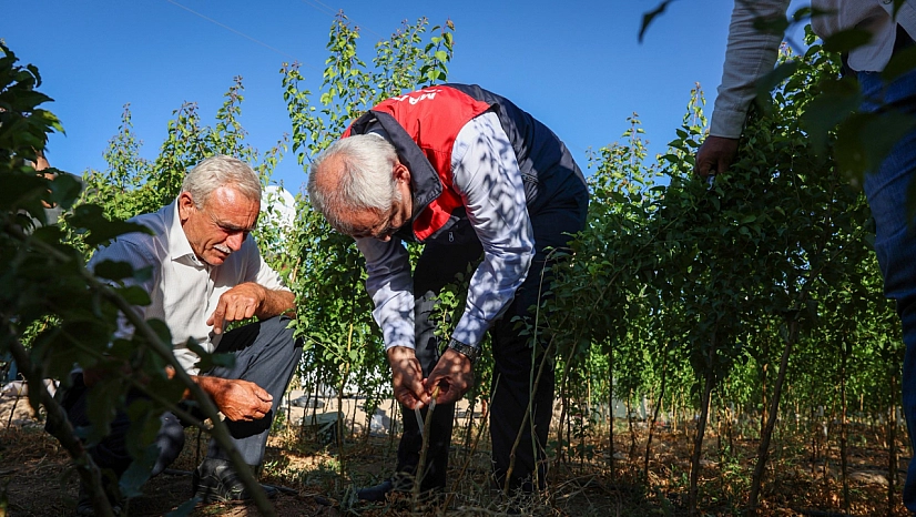 Malatya'da yılda 850 bin tane üretiliyor