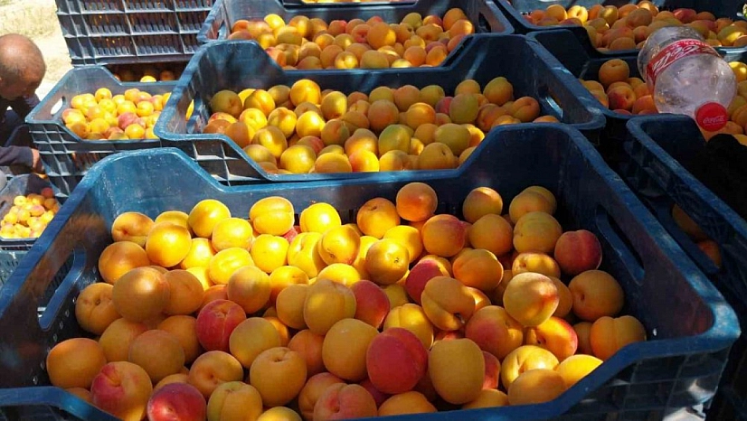 Malatya kayısısının itibarıyla oynanıyor! Gümrükte 'pirinç', tezgahta 'kayısı'