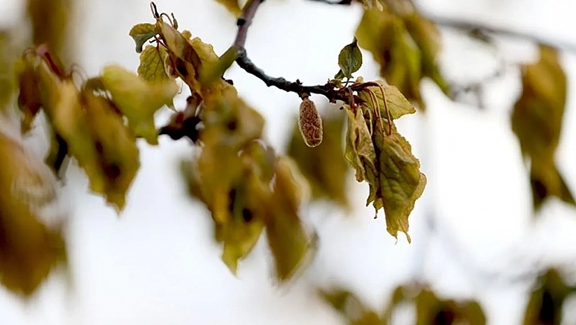 Meteoroloji uyardı: Malatya'da don kapıda! Peki yağış var mı?