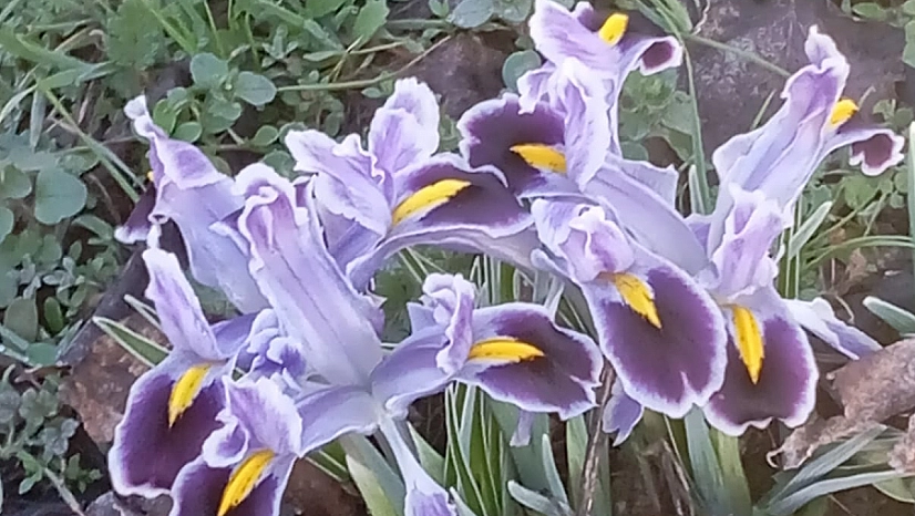 Nevruz'la Gelen Bahar Müjdesi!