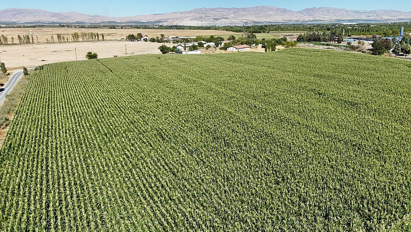 Öğrencilerden tarıma destek: Okul bahçesinde 700 ton rekolte bekleniyor!