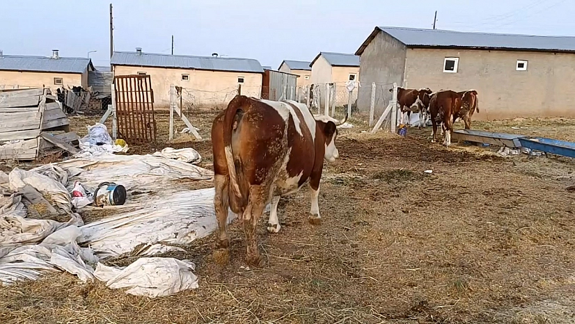 Şap hastalığı, ölümler üreticiyi zorluyor