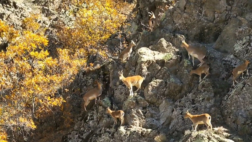 Sarp kayalıkların sahiplerinden görsel şölen