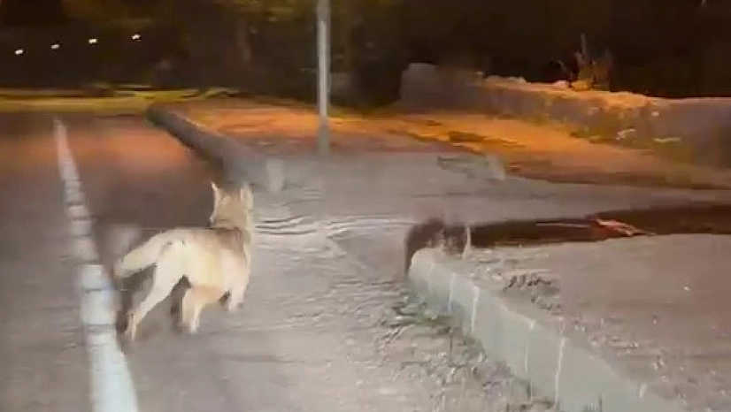 Şehre inen kurdu otomobiliyle kovaladı