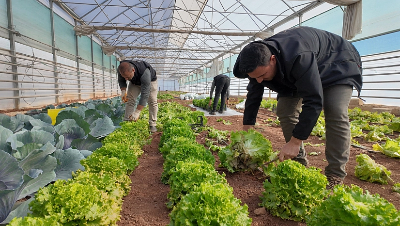 Seralarda kışlık sebze hasadı başladı