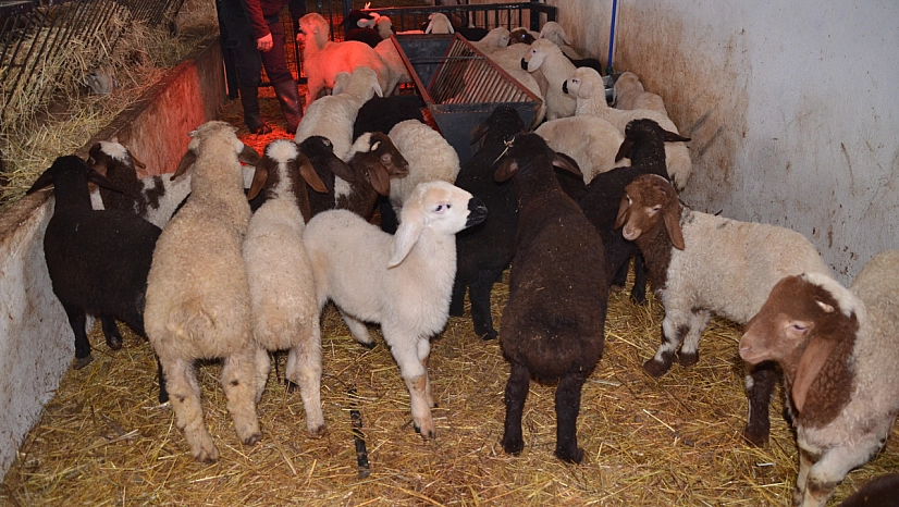 Sütçü koyunlar ilk kuzularını dünyaya getirdi