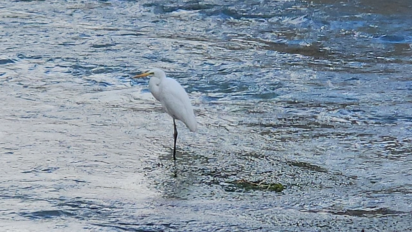 Tohma Çayı'nı mesken tutan balıkçıl kuşu ilgi görüyor