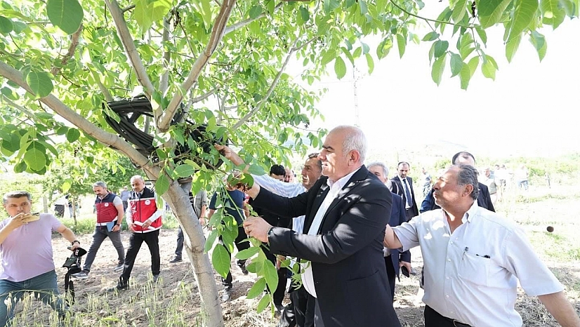 Trabzon hurması, dut ve incire destek ödemesi başladı