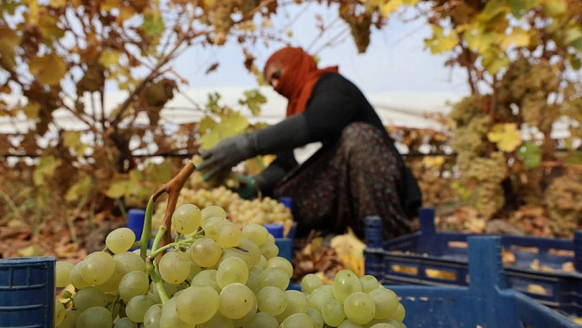 Üzüm hasadına don darbesi: Rekolte yüzde 80 düştü